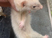 Small ferrets