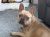 French bulldog