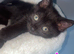 Beautiful BSH & Turkish Angora kittens