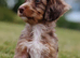 Rare double curly coat sprockerpoo puppies