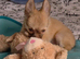 Meet 'Charlie Buttons' (11 week old coat chihuahua boy)