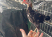Free to good home 2 modern game bantam cockerels