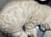 Bengal kittens READY NOW