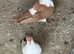 AFGHAN PIGEONS