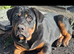 )   Stunning & Unique Shepweiler Mastiff Puppies &ndash; Reared with Love!