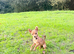 5 months old Chihuahua x Jack Russell female