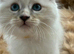7 beautiful blue eyed ragdoll kittens.