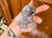 7 Mini lops - waiting list open