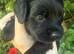 Cottage Cavapoo puppies 5* Council reg’d