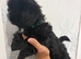 Shih Tzu puppies