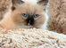 Only 1 Ragdoll Girl Left – Ready for Her Forever Home