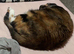 Very affectionate calic old lady cat.