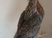 16 female cream legbar chicks