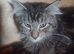 Maine Coon kittens. Mother is TICA registered.