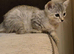Beautiful Bengal x Persian Kittens