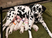 3 Dalmatian girls left looking for forever home