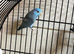 Baby parrotlets