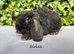 Pure bred mini plush lop girls