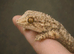 Moorish Geckos