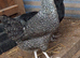 Speckled marrans pullets 16to18 weeks