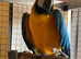 Aviary blue and gold macaw