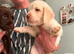 Beautful home raised  litter of labradoodles for sale