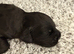 Cocker puppies ready on 12th August