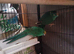 Kakariki
