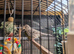 Two cock canaries for sale