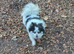 3 year old castrated male pomci