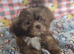 Choc Liver Shih Tzu puppies