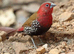 Gouldians cordon bleu pekin robins parrot finches