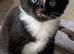 Kittens ready 2nd August 26