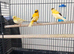 Three young canaries
