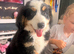 READY NOW… last KC female puppy