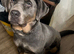 Silver and tan lab