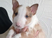 Miniature English Bull terrier