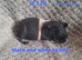 2 pairs of bonded skinny pig boys