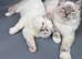 Stunning & Affectionate Ragdoll Boys &ndash; Toffee & Coffee