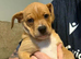 Gorgeous American bulldog x French bulldog