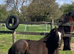 Traditional cob gelding