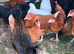 17 weeks old point of lay hens