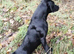 Last Two! Super RKC black lab bitches