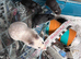 Baby hamsters