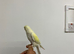 Nice tame yellow gold Ringneck