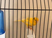 2024 German roller male