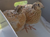 2 Italian quail