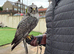 2 gyr x saker falcons