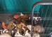 Husky akita puppies