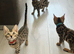 Full pedigree registered bengal kitten